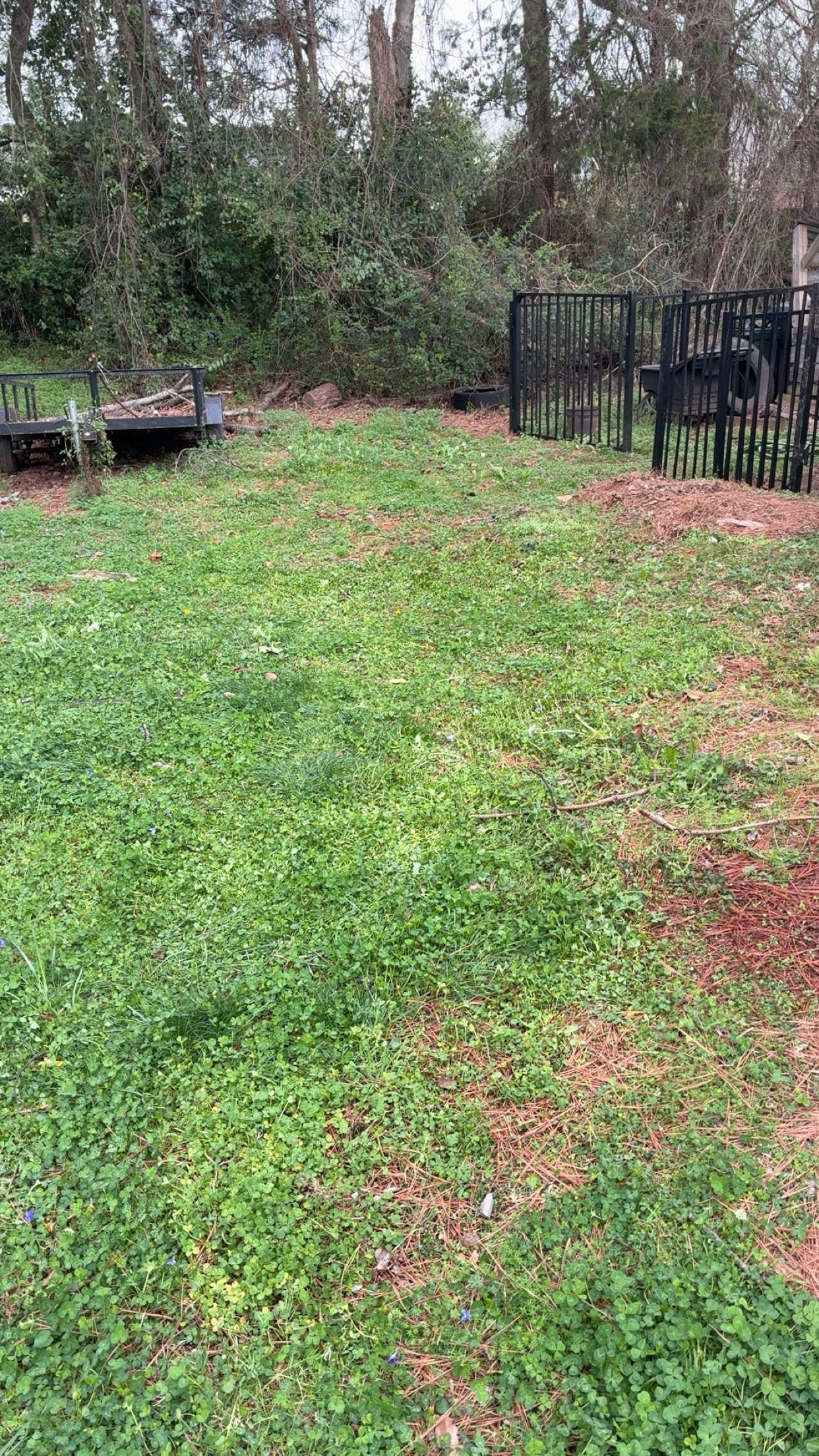 After — cleared yard